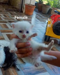 Double Coat Persian Kittens for Sale