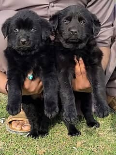 German Shepherd pupies/ black Shepherd pair for sale