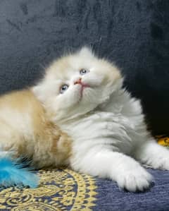 Persian kitten