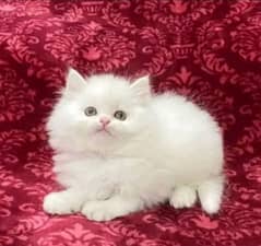 Persian beautiful cat for sale my WhatsApp number 0325-74-52-678