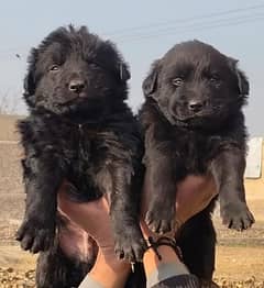 German Shepherd double coat male female Pair 2 month for sale