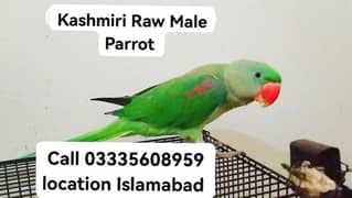 Kashmiri Raw Parrot In Reasonable Price Jumbo Size