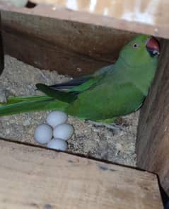 Green parrot / Parrot /Breeder pair