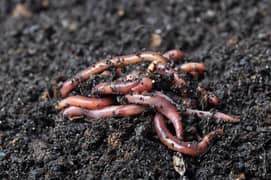 Vermicompost