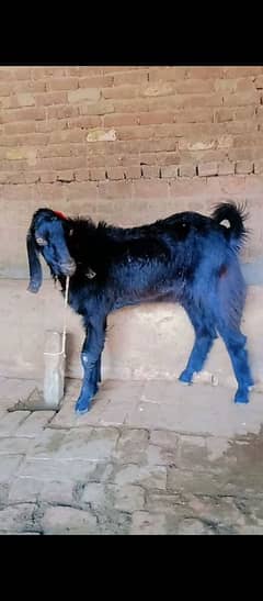 desi bakra