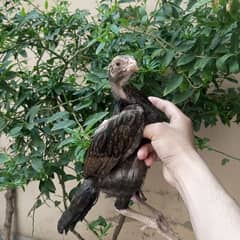 Shamo cross female for sale hn