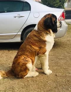 Saint Bernard Male pup for sale