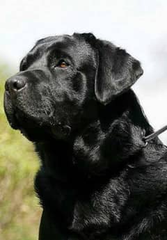 Labrador black clour  Dog