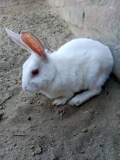 Rabbit for sale