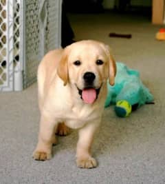 Labrador pedigree puppies available