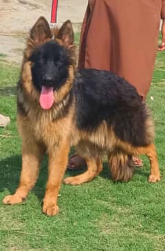 German Shepherd long coat mail for sale5 mahine