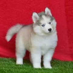 Siberian husky puppies available wooly coat blue eyes