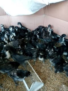 Asterloop hen for sale |asterlooop morghiya