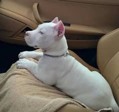 American Pitbull male puppy available