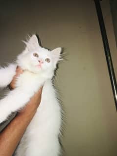 Persian cats 2 month old