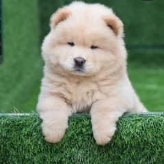 chow chow puppies available import from Russia