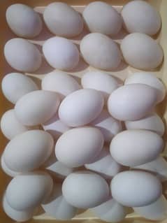 khaki Campbell duck eggs