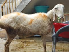 Dumba | sheep | Goat | Chatra | bakra | Goat for sale