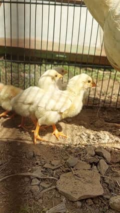 heera paper white chiks available age birthdate 10 Mar 2025