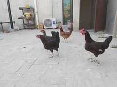 6 desi hens for sale