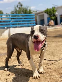 pitbull ear cropped age 8 month