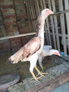 white shamo aseel and lakhi shamo aseel available for sale