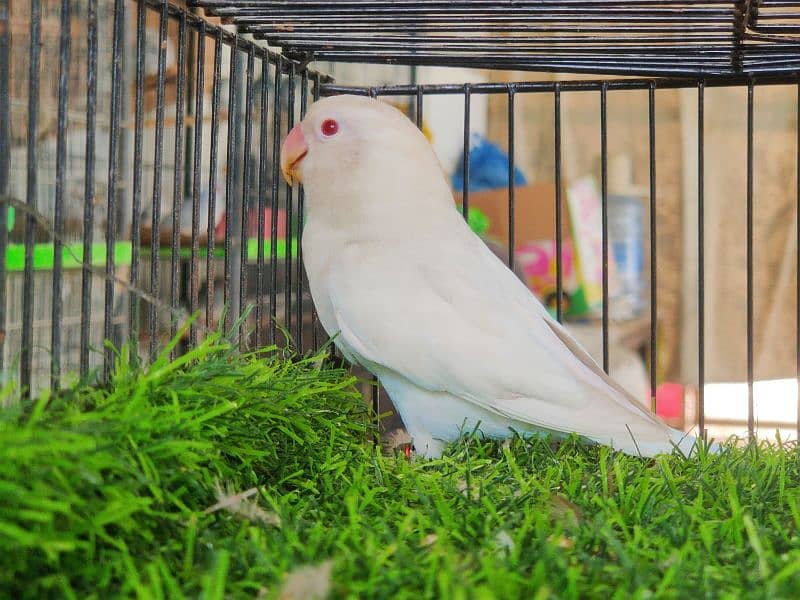 Pied Doves & Albino Red Eyes 2