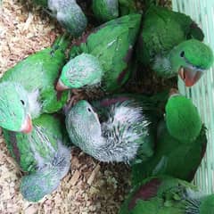 Raw parrot for sale age 2 month