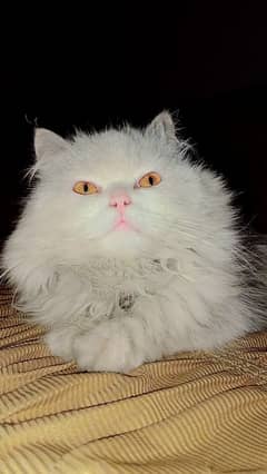 Persian male for sale 2.6 year age hai triple coat Bhalo male hai