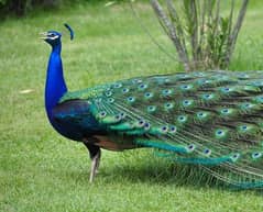 peacock