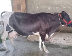 frision cross cow