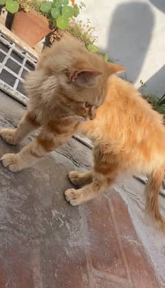 Golden Persian Male Cat Available