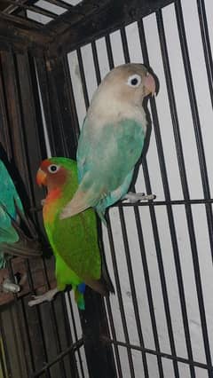 Love bird 4 Adult