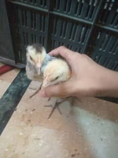 chicks