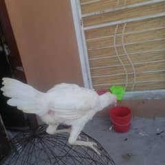 paper white shamo female