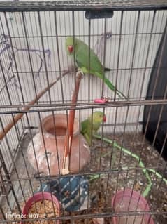 Parrot's for sale exchange 3335644977