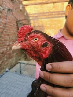 Aseel Murga and Australorp