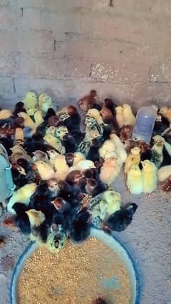 Golden chicks