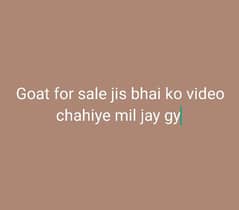 goat for sale