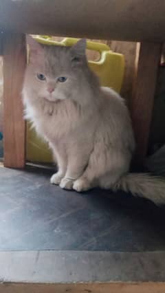 White persian male cat (deaf) for sale