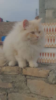 persian cat