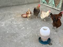 desi hens and cock ( male / female )