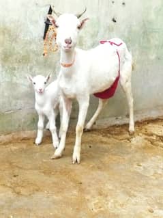 Beautiful Tadi Goat with Male kid