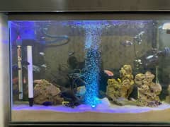 ALL CICHLID FAMILY WITH AQUARIUM AND COMPLETE ACCESORIES