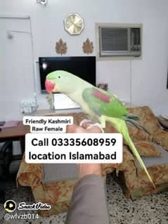 Kashmiri Raw Female Parrot Jumbo Size In Reasonable Price