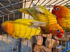 3 x Latino Fisher lovebird Australian parrots