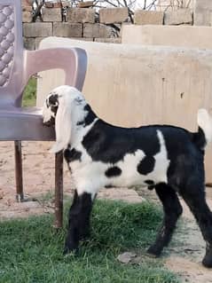 bakri for sale with male baby