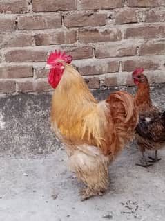 golden buff male for sale