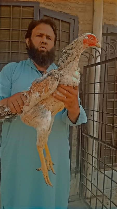 Pure shamoo high quality chicks and eggs  available 0
