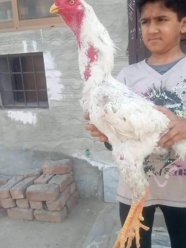Pure shamoo high quality chicks and eggs  available 2
